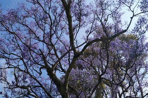 arbol, flores