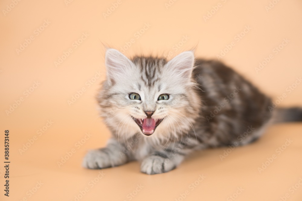 Obraz premium Siberian cat on colored backgrounds
