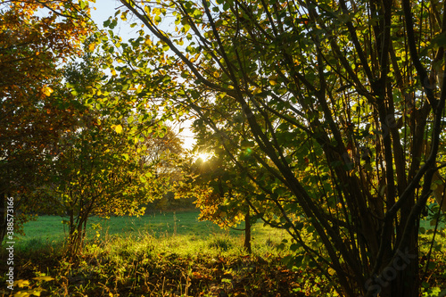 Magnificent view of bushes in autumn against the light © reliant_de