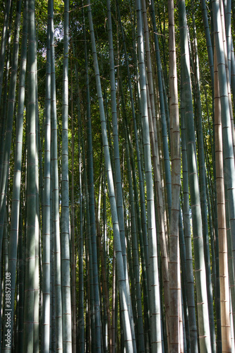 Bamboo in the Bamboo forest or Grove n Arashiyama in Kyoto in Japan