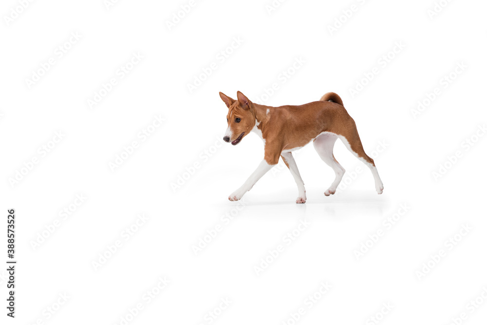 Basenji young dog is posing. Cute playful brown white doggy or pet playing on white studio background. Concept of motion, action, movement, pets love. Looks delighted, funny. Copyspace for ad.