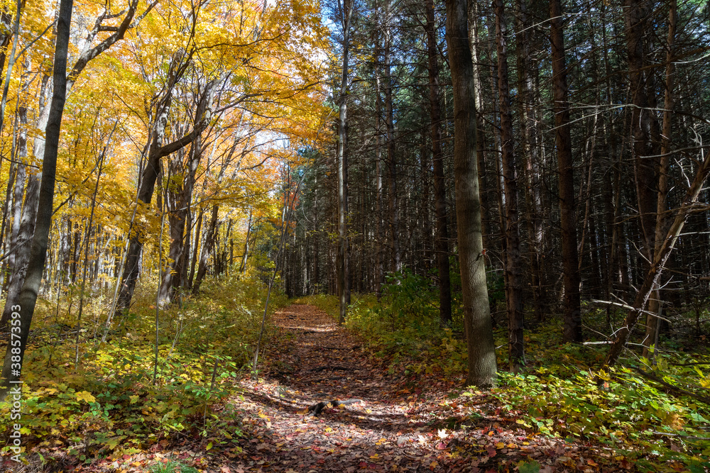 The trail between the maple forest and pine forest The trail between the maple forest and pine forest