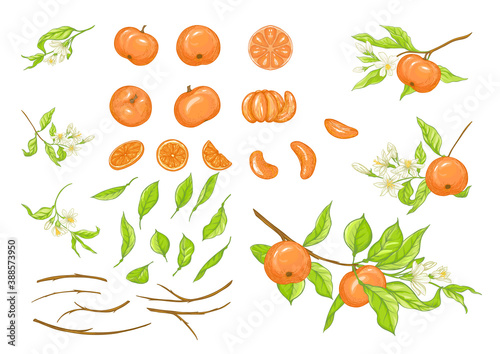 Mandarin, tangerine tree branch with fruits, flowers and leaves. Element for design. Graphic drawing, engraving style. Vector illustration. Isolated on white background.