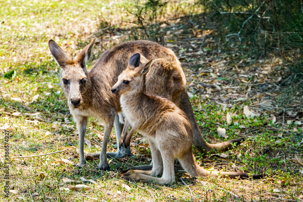 Känguru Kind mit Mutter in Australien Känguru Kind mit Mutter in Australien