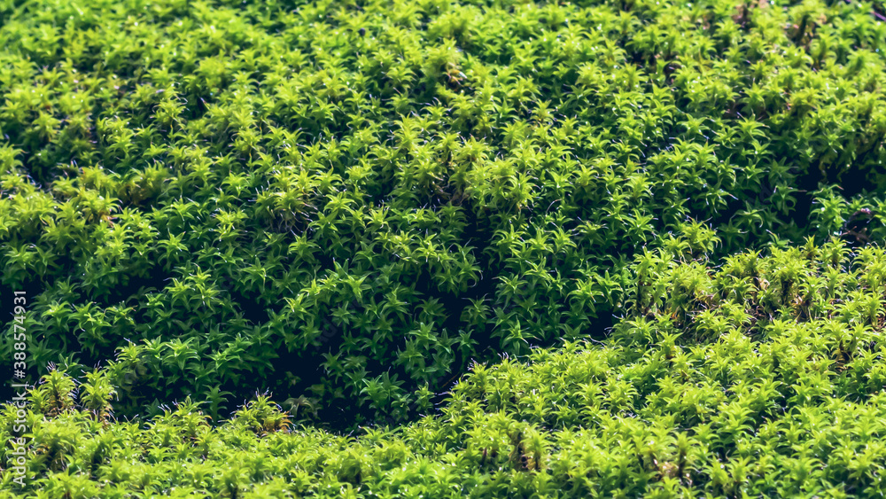fresh and soft moss surface close up,full frame image fresh and soft moss surface close up,full frame image