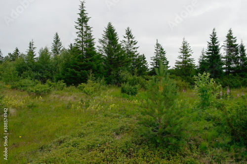  coniferous forest in the North in summer