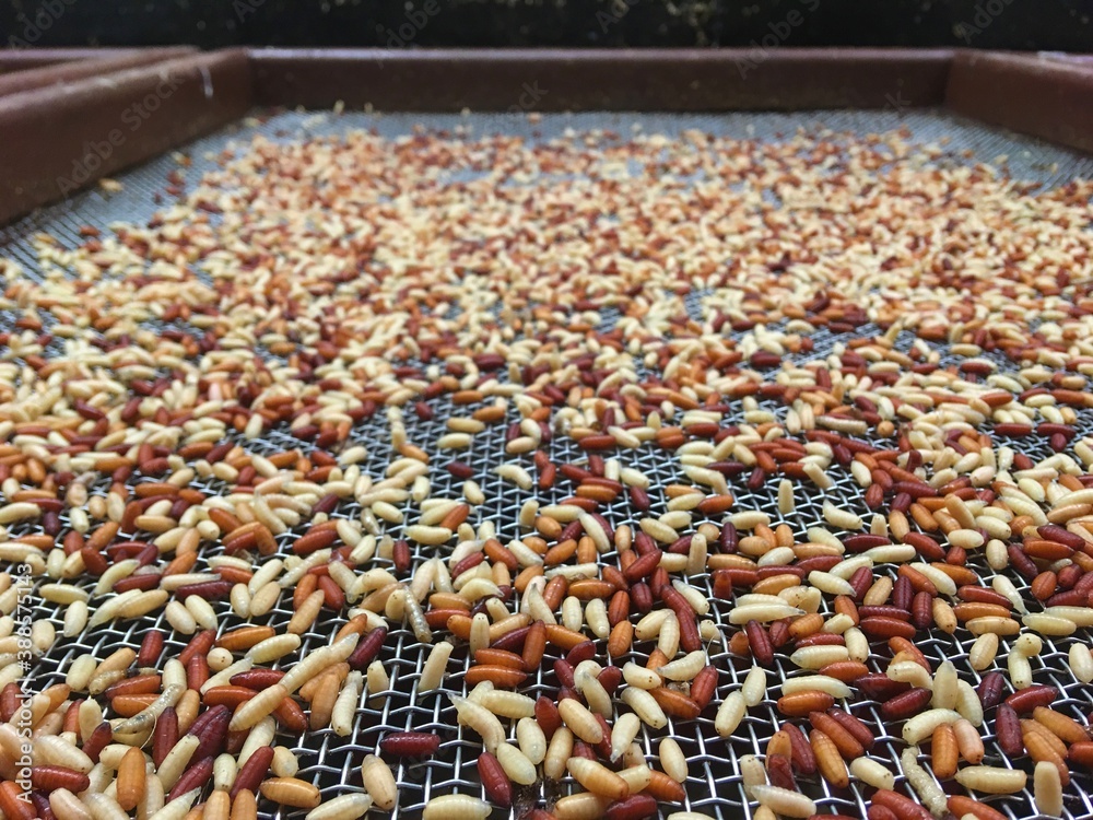 Caster maggots on filtration wire mesh Stock Photo Adobe Stock