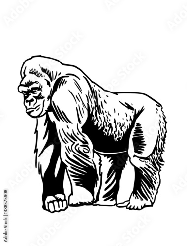 Graphical  gorilla isolated on white background,vector illustration