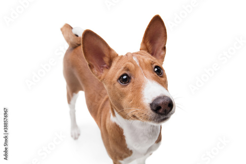 Basenji young dog is posing. Cute playful brown white doggy or pet playing on white studio background. Concept of motion, action, movement, pets love. Looks delighted, funny. Copyspace for ad. © master1305