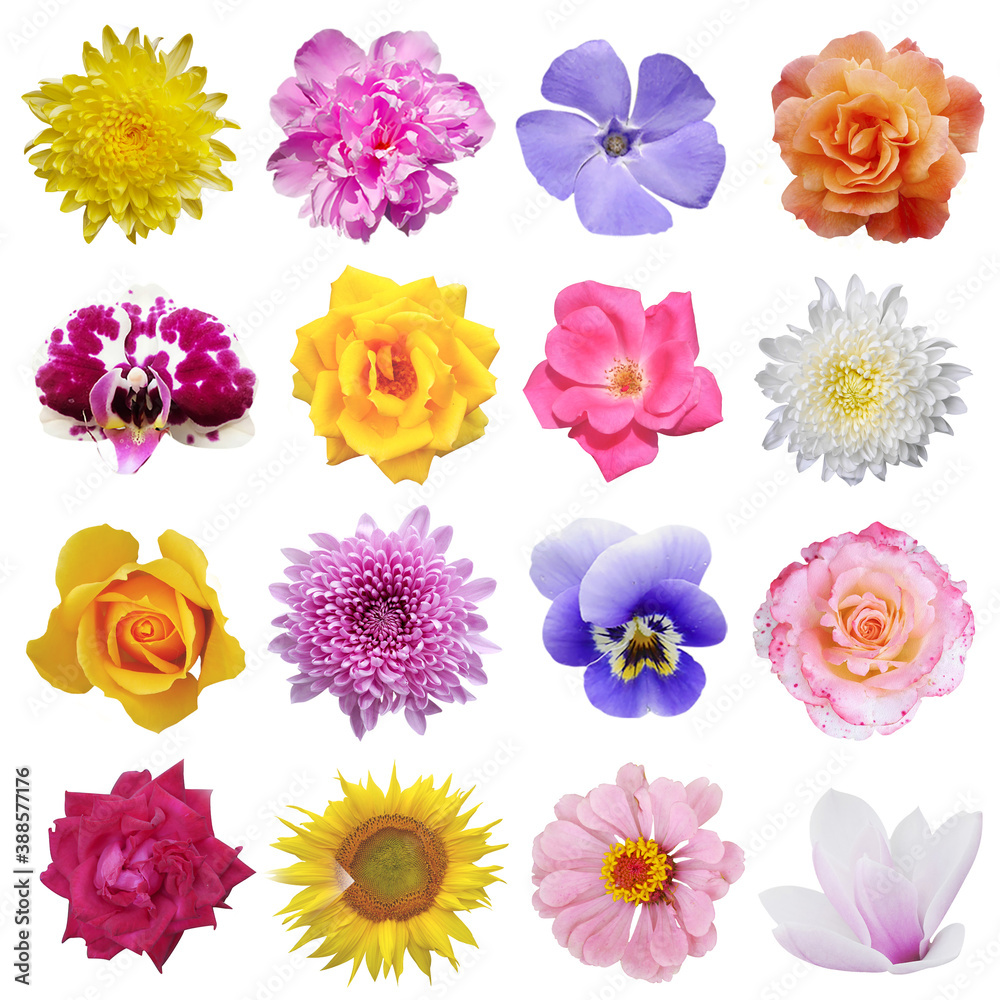 Macro photo of flowers set: rose,
sunflower, orchid, peony, zinnia, cirsium, bristly rose, common mallow on a white isolated background Macro photo of flowers set: rose,
sunflower, orchid, peony, zinnia, cirsium, bristly rose, common mallow on a white isolated background