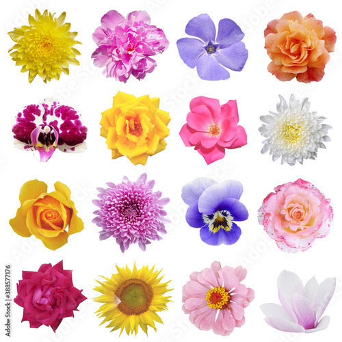 Macro photo of flowers set  rose   sunflower  orchid  peony  zinnia  cirsium  bristly rose  common mallow  on a white isolated background