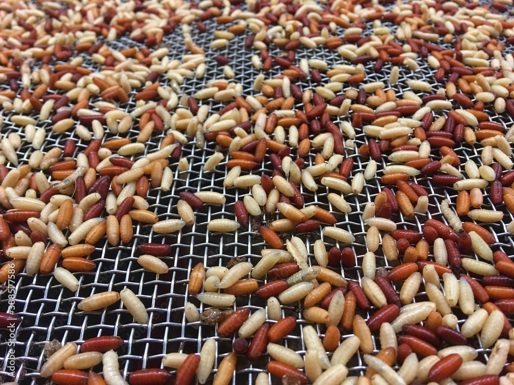 Caster maggots on filtration rack Stock Photo Adobe Stock