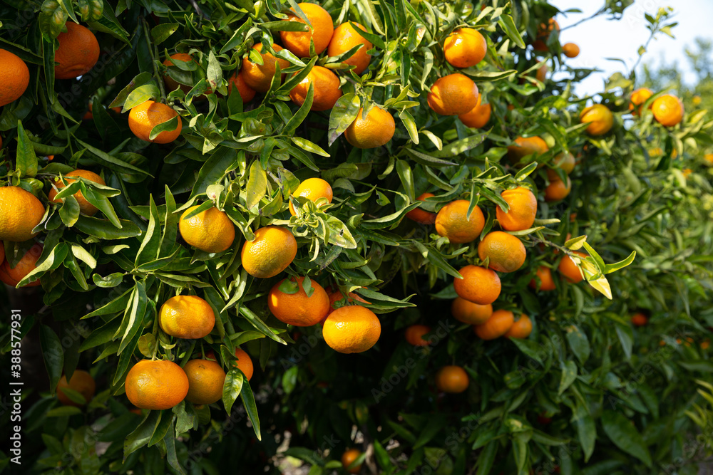 Ripe juicy tangerines on tree at plantation