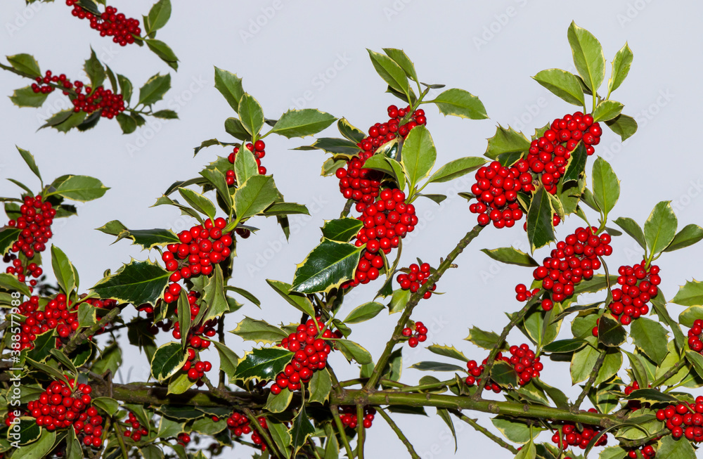 Red holly berries growing on branch with sharp green leaves. Winter fruits often used in holiday decorations