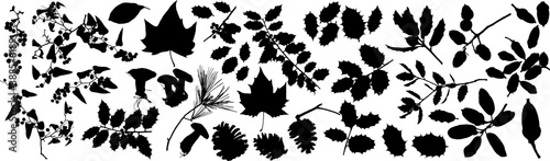 Silhouettes drawings of forest leaves, holly, forest cones, mushrooms, pine needles, bushes with fruits, acorns.