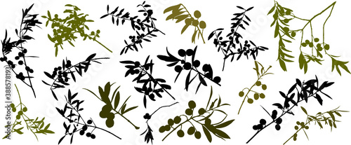 Drawings of olive branches and leaves, branches with olives.