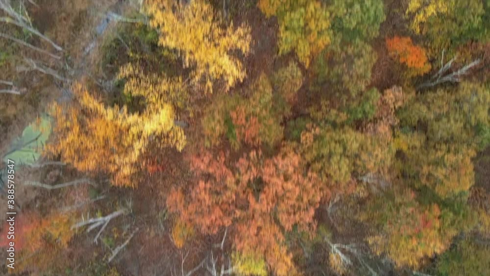 Birdseye view of bare trees and colorful foliage just after peak foliage, as well as streams and a swamp Birdseye view of bare trees and colorful foliage just after peak foliage, as well as streams and a swamp