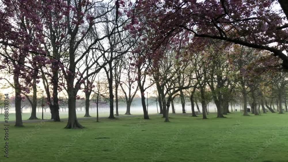 A misty morning with cherry blossoms | Edinburgh, Scotland | HD at 24fps A misty morning with cherry blossoms | Edinburgh, Scotland | HD at 24fps