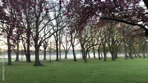 A misty morning with cherry blossoms  | Edinburgh, Scotland | HD at 24fps photo