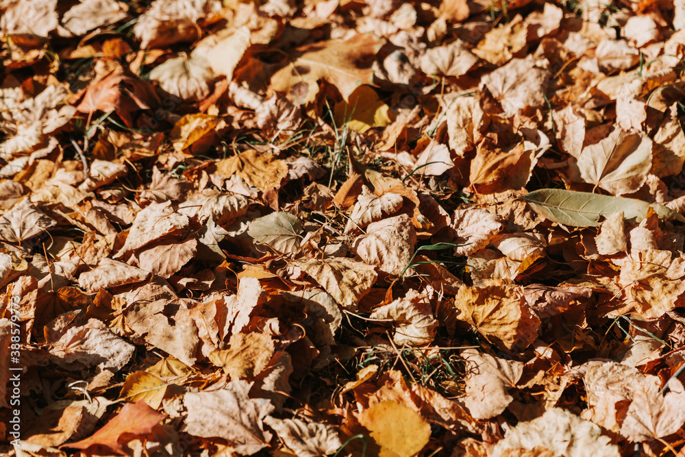 Pattern of dry yellow leaves lying on the ground Pattern of dry yellow leaves lying on the ground