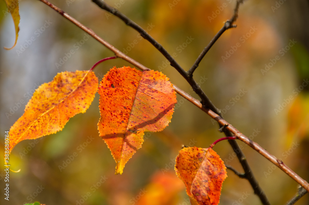 Obraz premium Autumn Leaves in the Sun