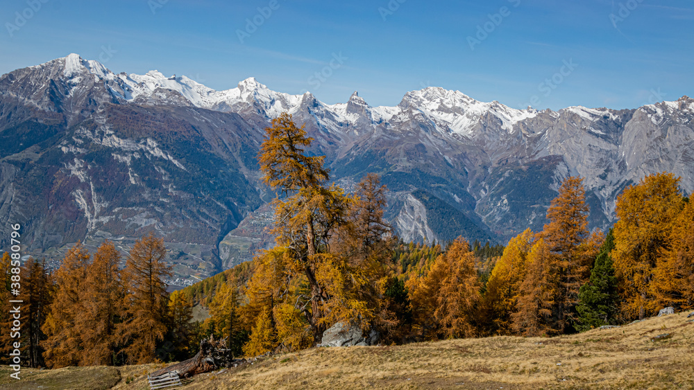 Lärchen im Wallis