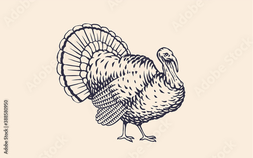 Turkey. Vintage retro print, black white turkey drawing, engrave old school style. Sketch artwork silhouette turkey on white background. Side view profile. Vector Illustration