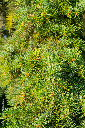 Green branches of a Christmas tree. Natural spruce texture.
