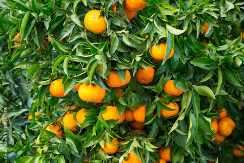 Closeup of green tangerines trees with orange ripe fruits..