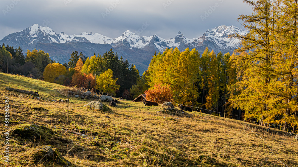goldene Lärchen im Herbst, Wallis goldene Lärchen im Herbst, Wallis