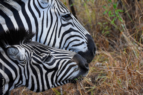 Plains Zebra, in Hluhluwe-iMfolozi Park, South Africa