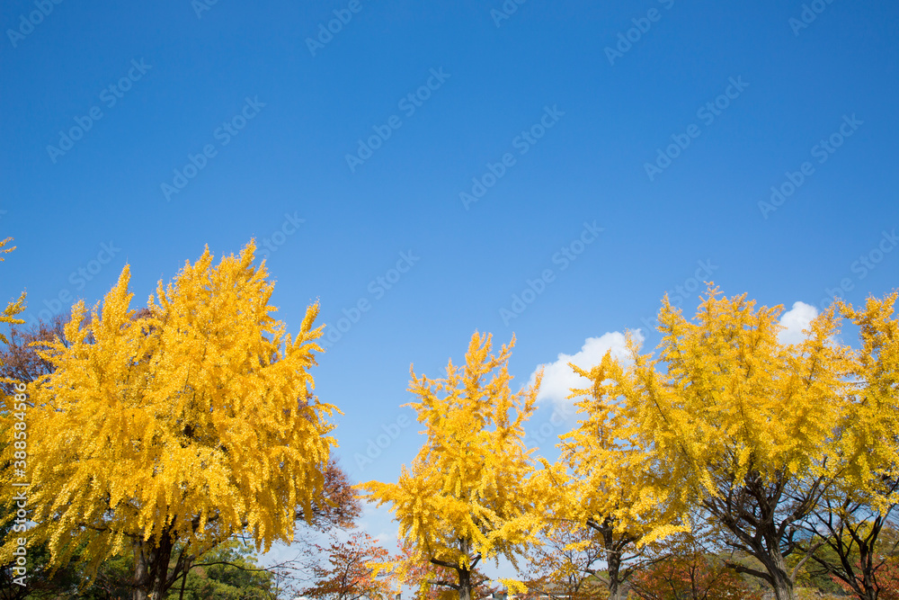 黄色く色づく秋の銀杏