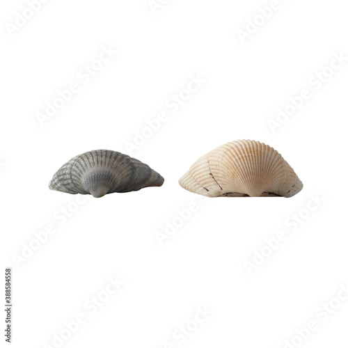 Seashell isolated on white background. photo