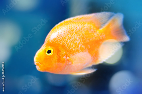 single goldfish