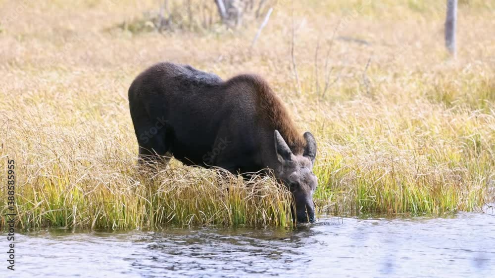 Young moose grazing in pond in Wyoming during Fall in the Grand Tetons. Young moose grazing in pond in Wyoming during Fall in the Grand Tetons.