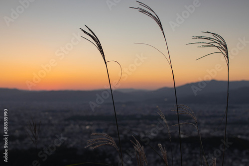 高台から望む夕暮れ空を背景にそよぐススキ