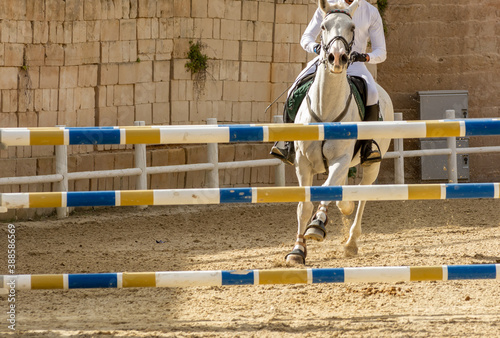 Close Up of a White Horse preparing before a five star equestrian competition in Italy