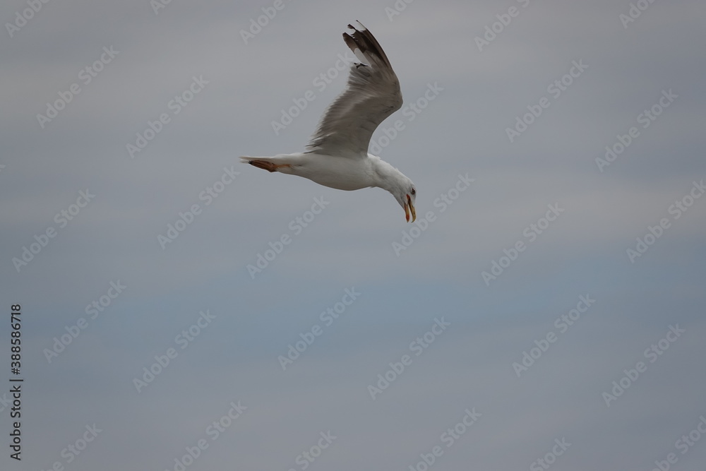 seagull in flight over the blue sea seagull in flight over the blue sea