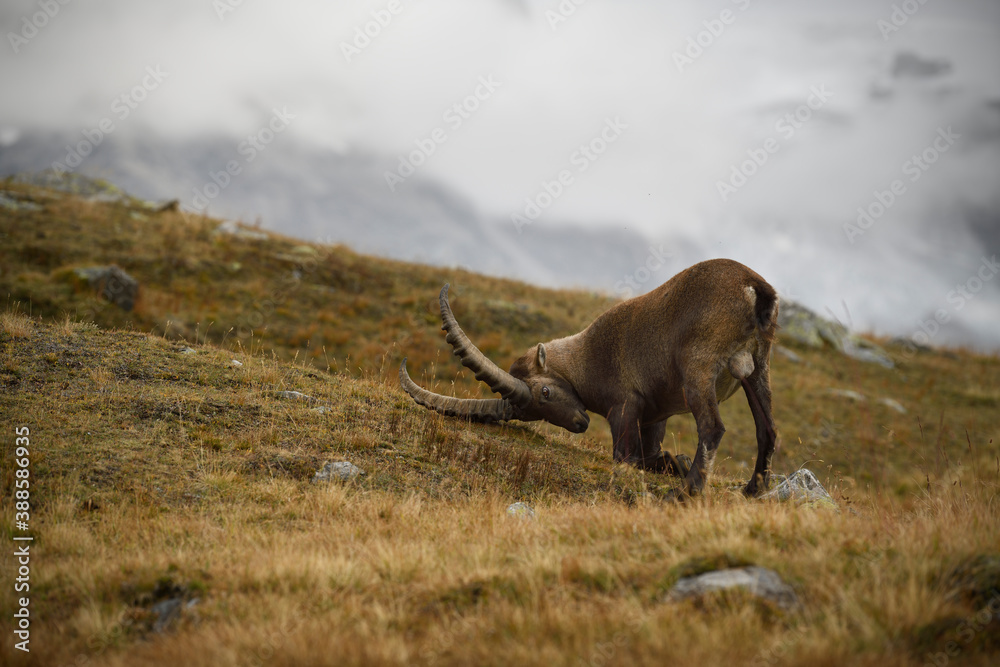 Alpine ibex gets up from an autumn mountain meadow landscape Alpine ibex gets up from an autumn mountain meadow landscape