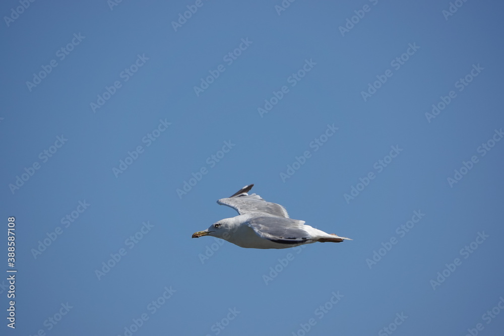 Obraz premium seagull in flight over the sea