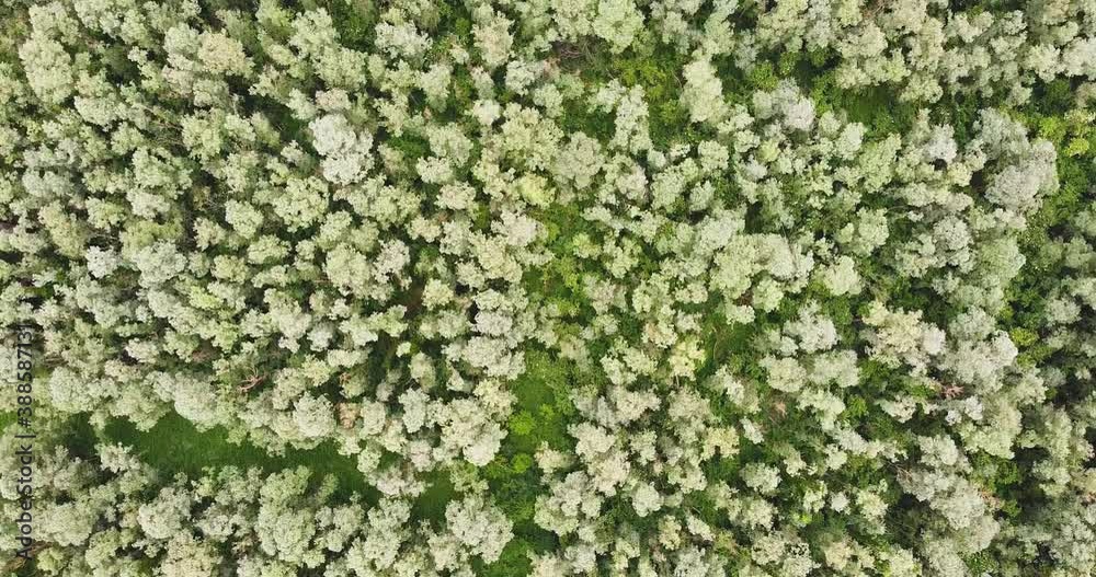 Vue aérienne, plan vertical filmé avec un drone avec vue zoomé sur sur la forêt et les arbres. Wavrin, Nord, Hauts-de-France, France. Vue aérienne, plan vertical filmé avec un drone avec vue zoomé sur sur la forêt et les arbres. Wavrin, Nord, Hauts-de-France, France.