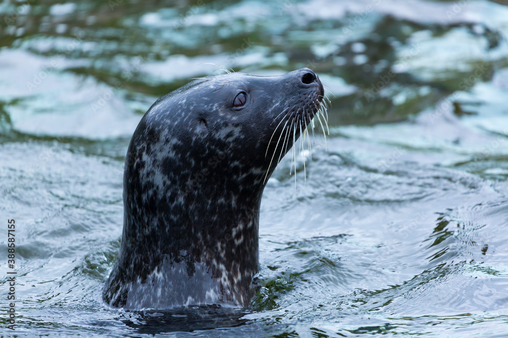 Fototapeta premium SEAL