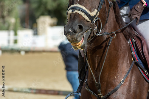 Fototapeta Naklejka Na Ścianę i Meble -  Close Up of a Brown Horse preparing before a five star equestrian competition in Italy