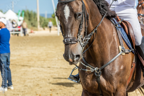 Close Up of a Brown Horse preparing before a five star equestrian competition in Italy