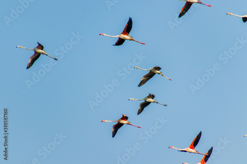 Flamingos flying in formation 