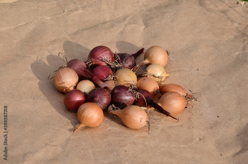 Round colored onions for seedlings.  Onion sets on kraft paper background.