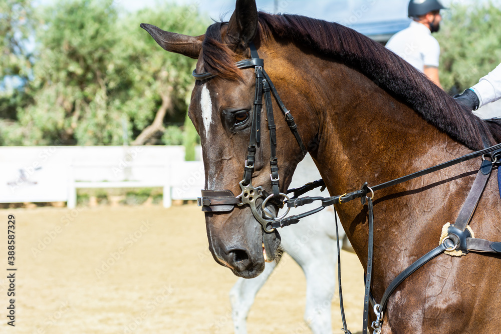 brown horse jumping the obstacle durign a five star competition in Italy brown horse jumping the obstacle durign a five star competition in Italy