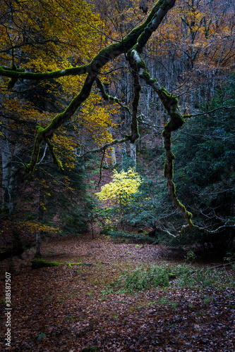 autumn in the park
