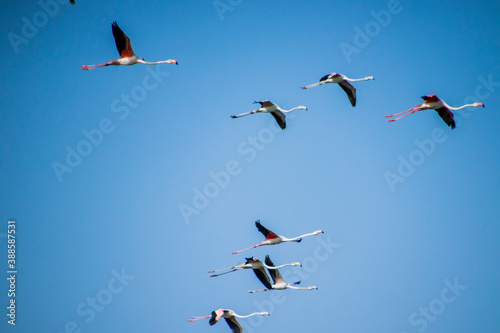 Flamingos flying in formation 