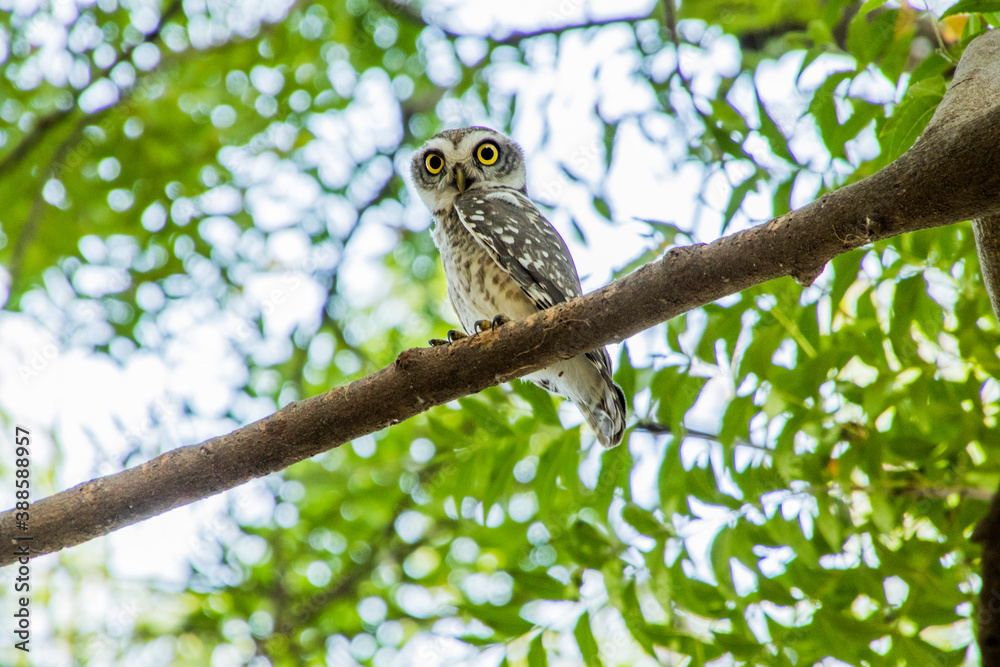 Spotted owlet on a tree Spotted owlet on a tree